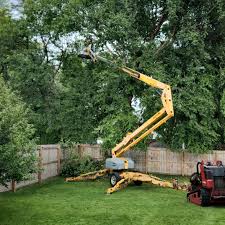 Best Emergency Tree Removal  in East Douglas, MA