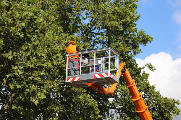 Best Hazardous Tree Removal  in East Douglas, MA