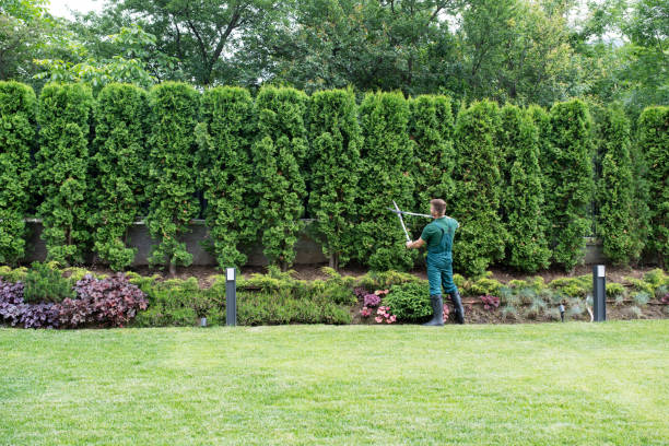 Trusted East Douglas, MA Tree Services Experts