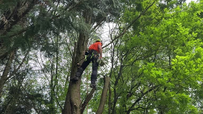 Why Choose Our Tree Removal Services in East Douglas, MA?