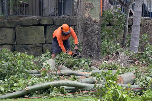 Best Tree Removal  in East Douglas, MA